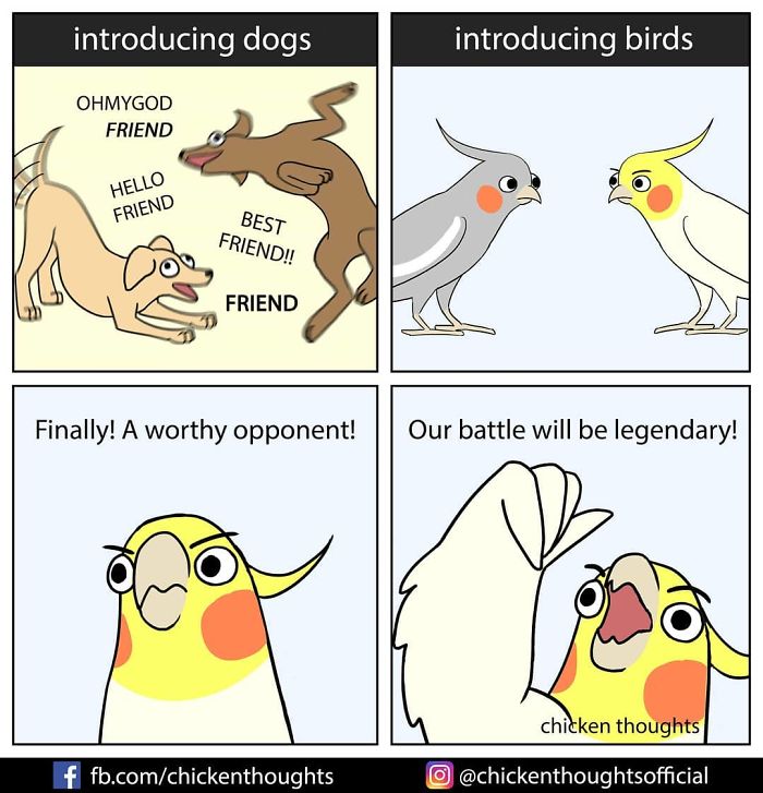 30 Quadrinhos Engracados De Papagaios Ilustrados Por Um Proprietario De Passaro 18