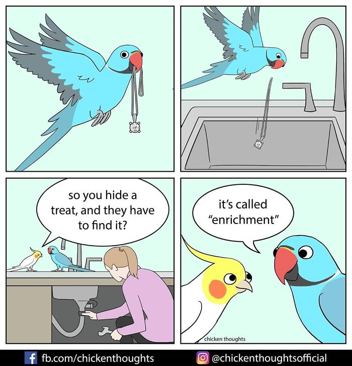 30 Quadrinhos Engracados De Papagaios Ilustrados Por Um Proprietario De Passaro 25