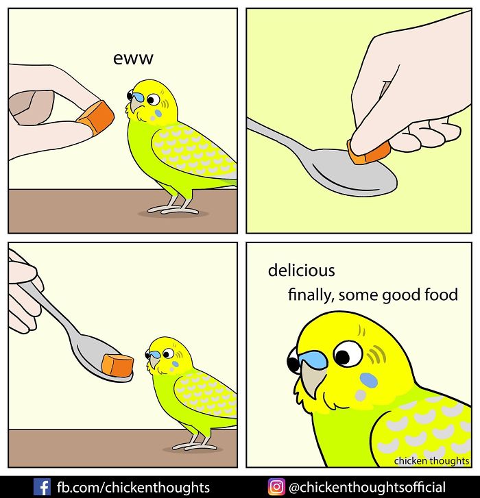 30 Quadrinhos Engracados De Papagaios Ilustrados Por Um Proprietario De Passaro 31