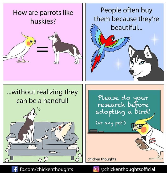 30 Quadrinhos Engracados De Papagaios Ilustrados Por Um Proprietario De Passaro 6