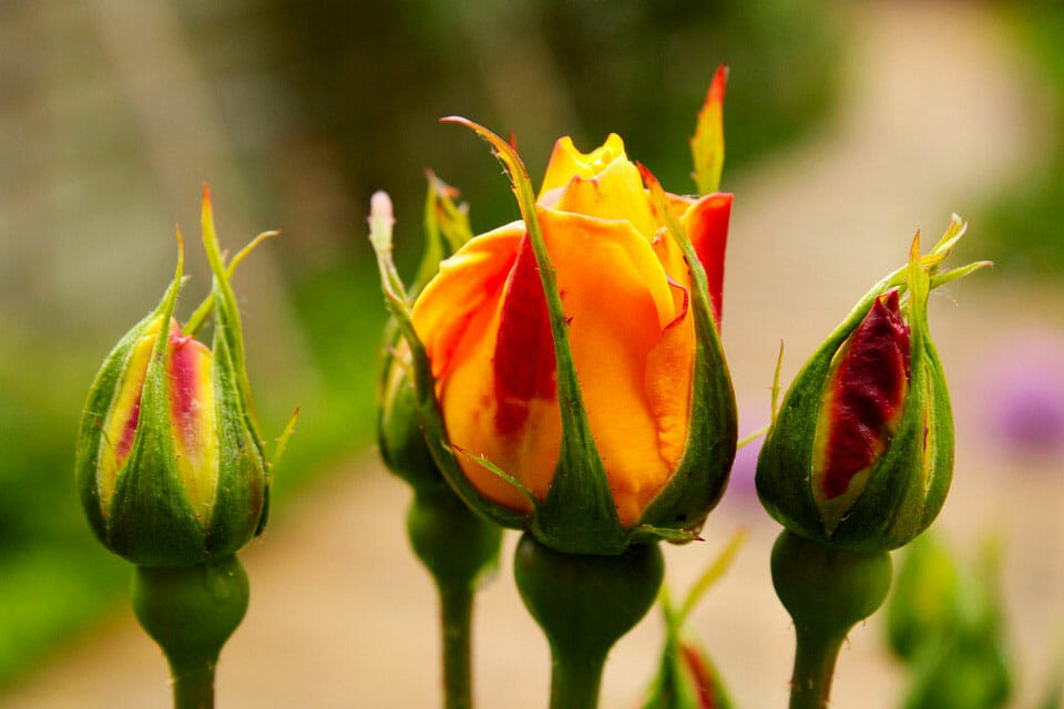 Guia De Sementes De Rosa Como Cultivar Rosas A Partir De Sementes