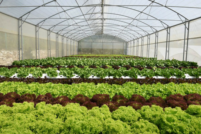 As Plantas Podem Ser Cultivadas Em Estufas Organicas Movidas A Energia Solar