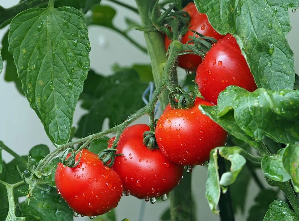 Tomates de varanda (pomodori)