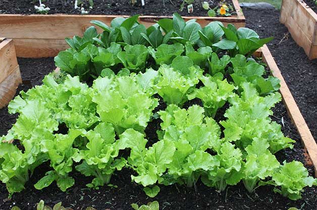 10 Vegetais De Crescimento Rapido Que Voce Pode Colher Rapidamente 4