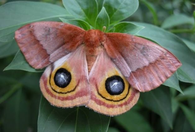 Silk Moths Io Moth