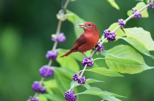 Tanager de verão em beautyberry