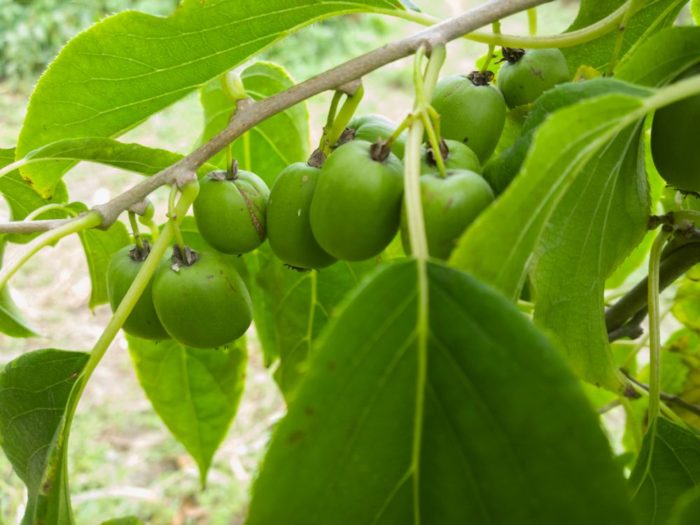 Cuidando De Kiwis Perenes Como Cultivar E Colher Vinhas De Kiwi Perenes 2