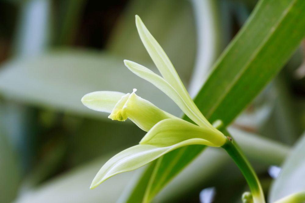 Orquídea baunilha