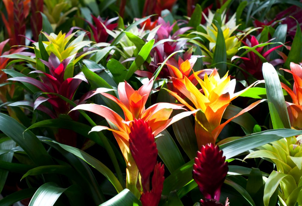 Plantas da Guzmania