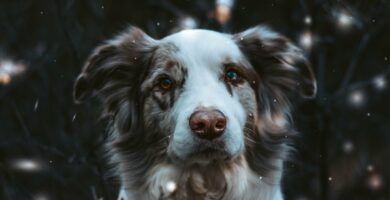 Calendário advento do treinamento de cães - Treinamento SpiritDog