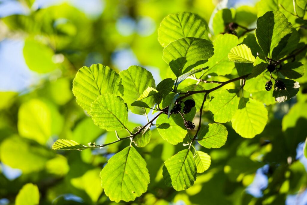 Alder deixa à luz do sol