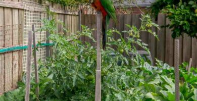 Pássaros que comem plantas de tomate
