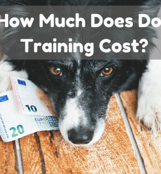 Quanto custa treinar um cão?