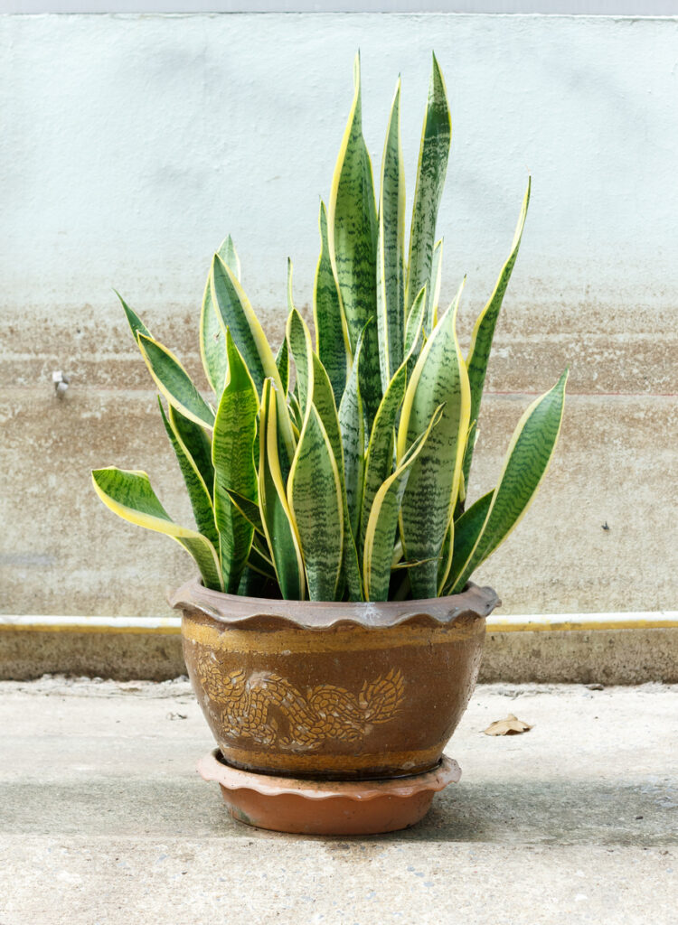 Envenenamento de plantas de cobra