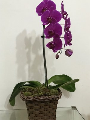 7 Dicas Infaliveis Sobre Como Plantar Orquideas No Vaso 1