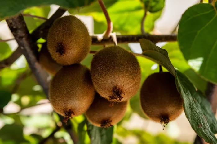 Como Plantar Kiwi Saiba Tudo Sobre A Fruta Exotica