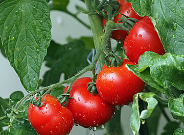Como Plantar Tomate Cereja Descubra Os Melhores Truques Para Ter Tomates Cereja Gigantes Na Sua Horta