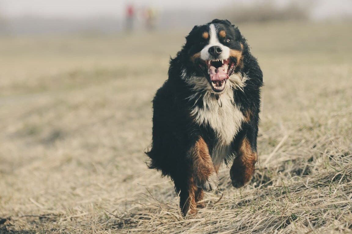 Como treinar um cão para não fugir?