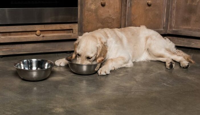 O que precisa de saber sobre a alimentação de cães mais velhos