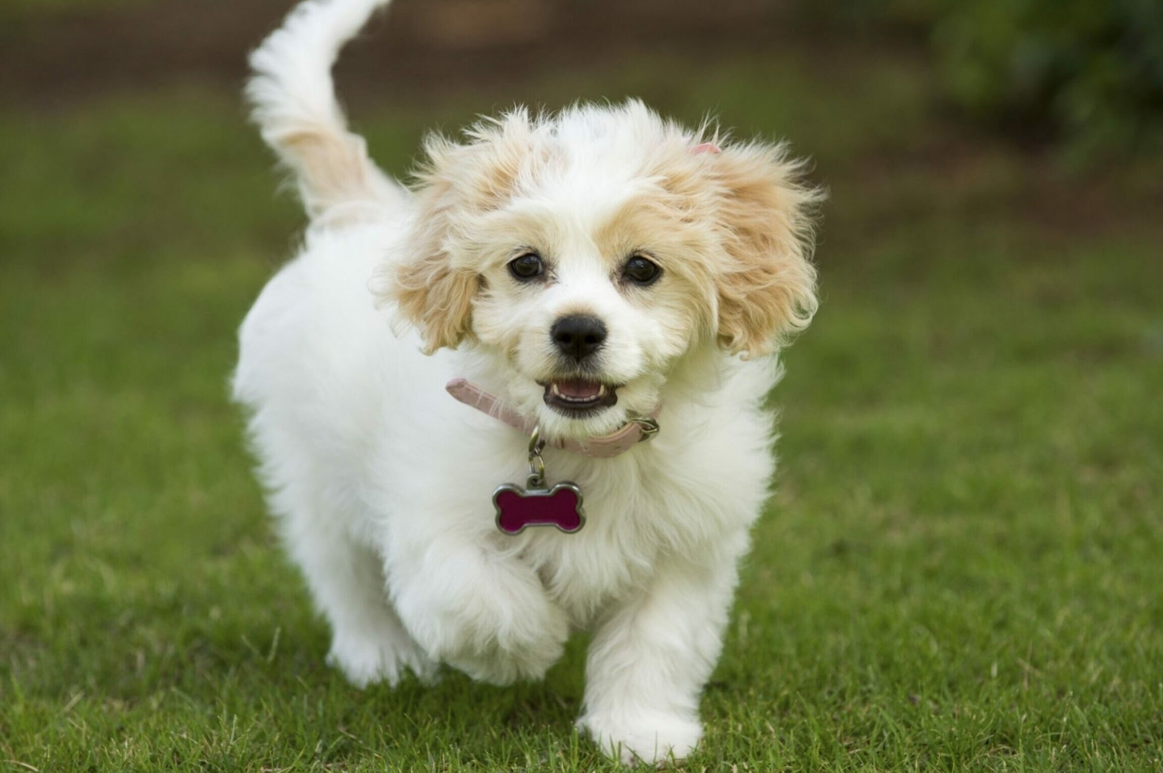 Os Cavachons São Bons Cães De Família?