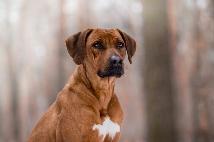 Os Pomeranos são bons para os novos donos de cães?