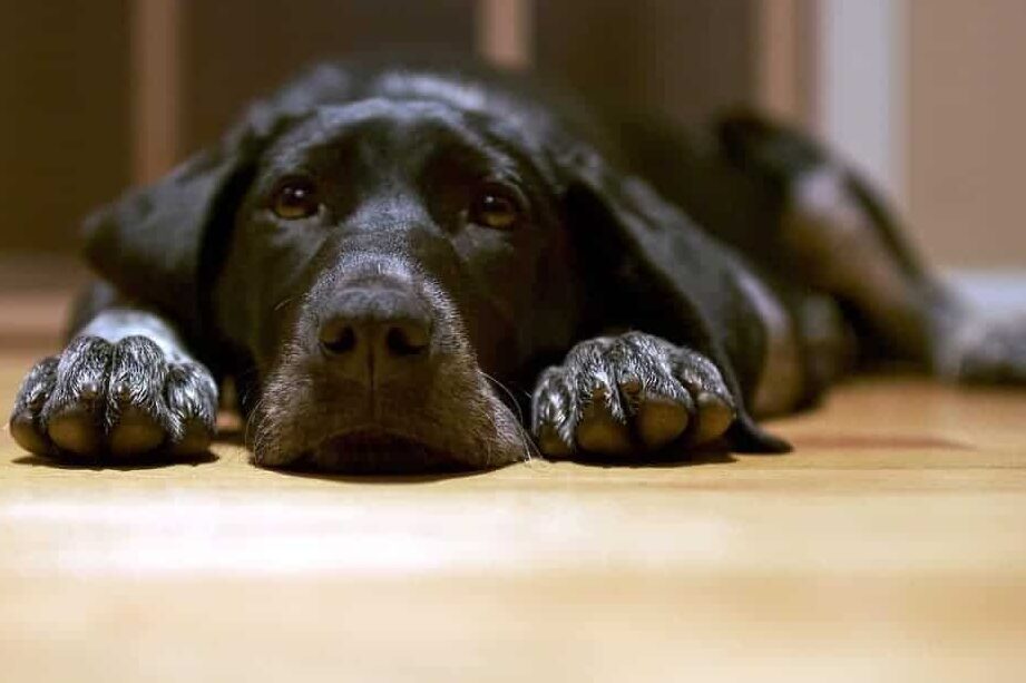 Porque É Que O Meu Cão Idoso Está A Tomar Medidas?