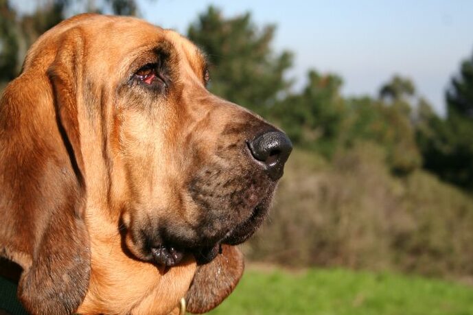 Quanto Custa Um Bloodhound