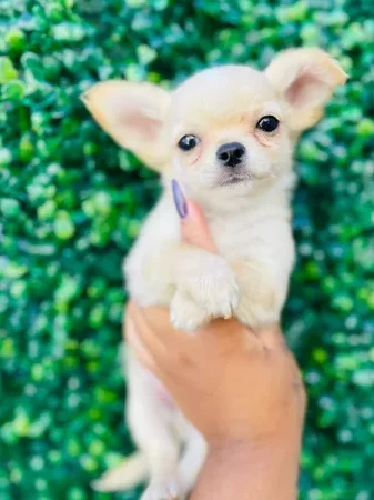 Quanto Custa Um Chihuahua