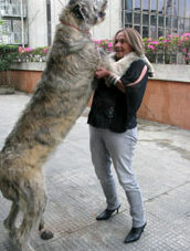Quanto Custa Um Wolfhound Irlandes