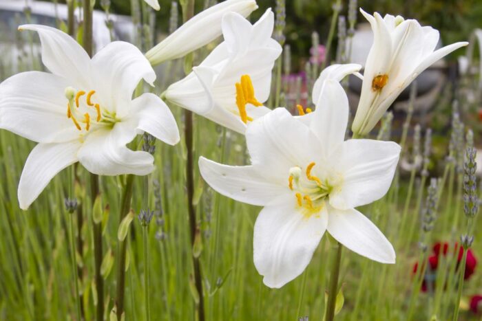 How To Grow Care For The Madonna Lily Plant 700x467