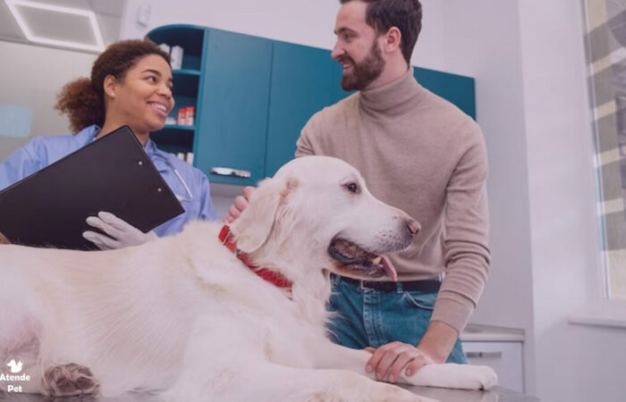 Como Cuidar De Um Cachorro Com Diarreia Dicas Essenciais Para Ajudar Seu Pet A Se Recuperar Rapidamente