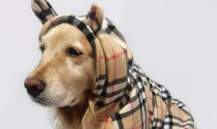 Transforme Seu Cachorro Em Um Fashionista Com Essas Dicas Incriveis De Como Fazer Roupa De Frio Para Seu Melhor Amigo